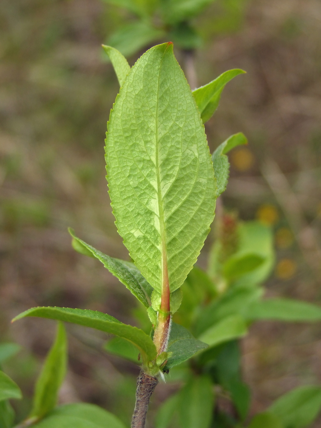 Image of Salix hastata specimen.