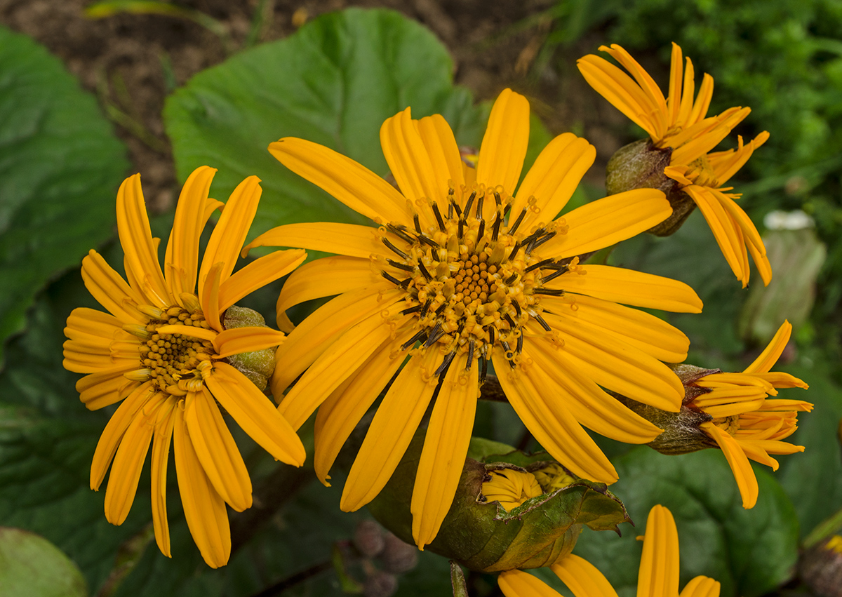 Image of Ligularia dentata specimen.