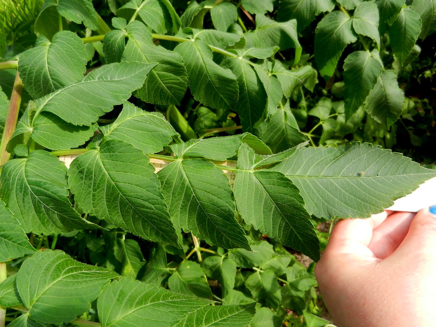 Изображение особи Dahlia imperialis.