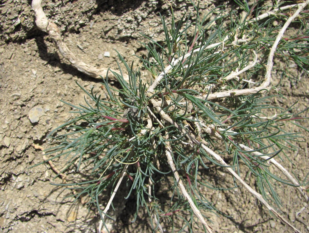 Image of Gypsophila capitata specimen.