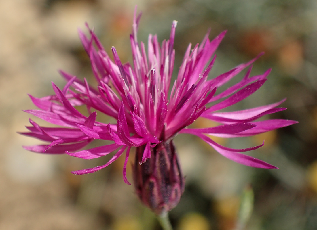 Image of Crupina crupinastrum specimen.