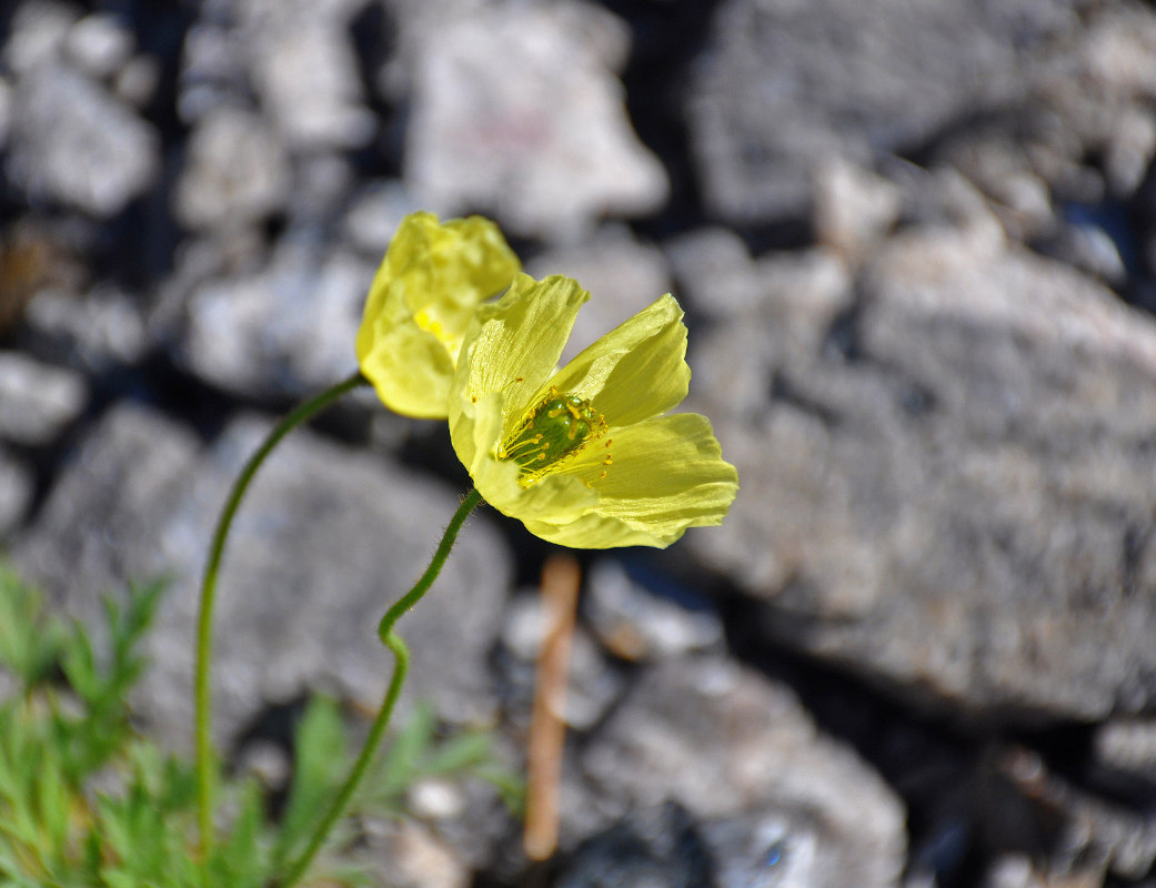 Image of Papaver lapponicum specimen.