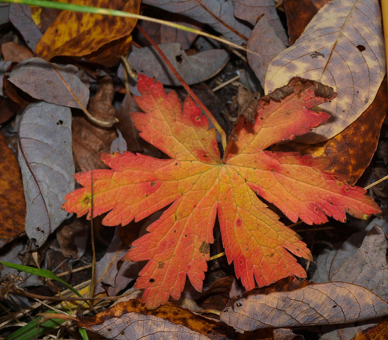 Image of Geranium sylvaticum specimen.