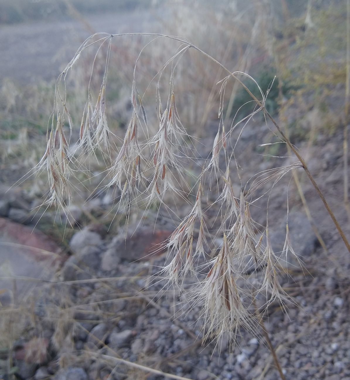 Image of genus Anisantha specimen.