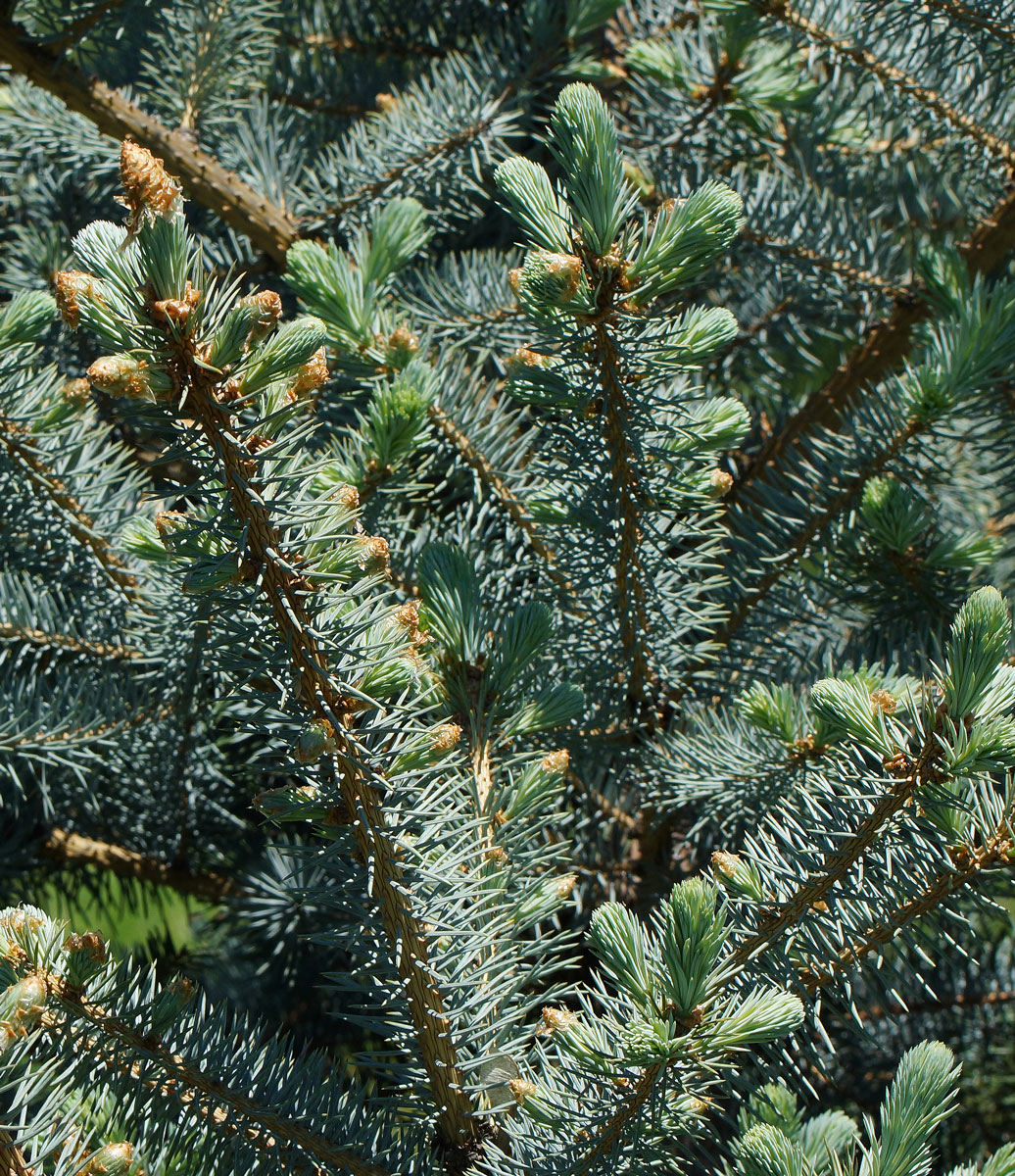 Image of Picea pungens f. glauca specimen.