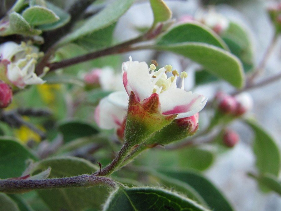 Image of Cotoneaster tauricus specimen.