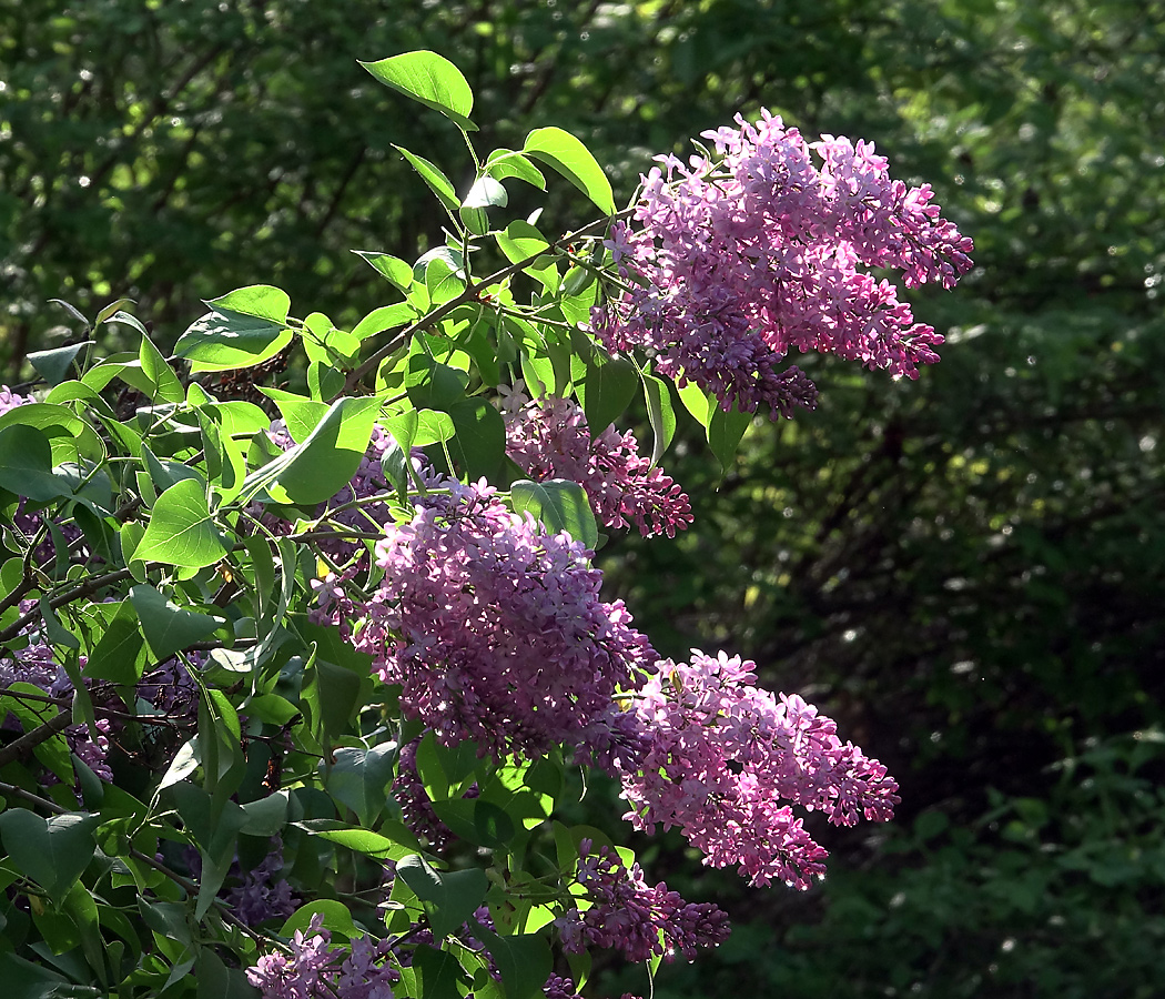 Image of Syringa vulgaris specimen.