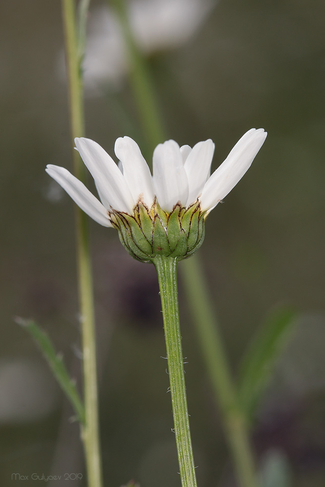 Изображение особи Leucanthemum ircutianum.