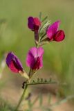 Vicia cordata. Верхушка цветущего растения. Крым, Керченский п-ов, мыс Казантип, степной склон. 01.05.2019.