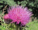 Cirsium elbrusense. Соцветия. Кабардино-Балкария, Эльбрусский р-н, окр. г. Тырныауз, долина р. Кумыксу, ок. 1400 м н.у.м., заросшая дорога. 04.07.2019.