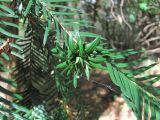 Taxus baccata