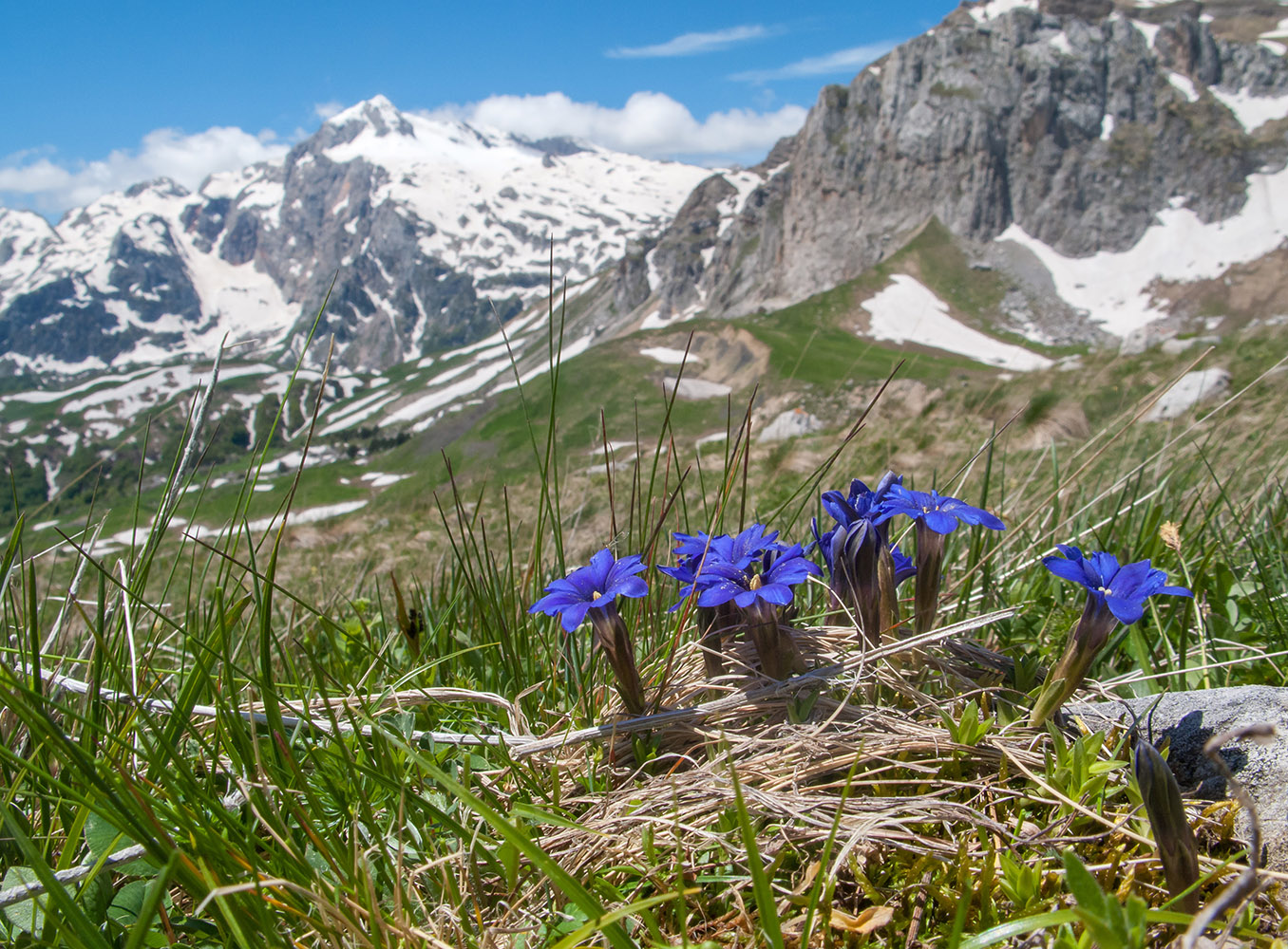 Изображение особи Gentiana dshimilensis.