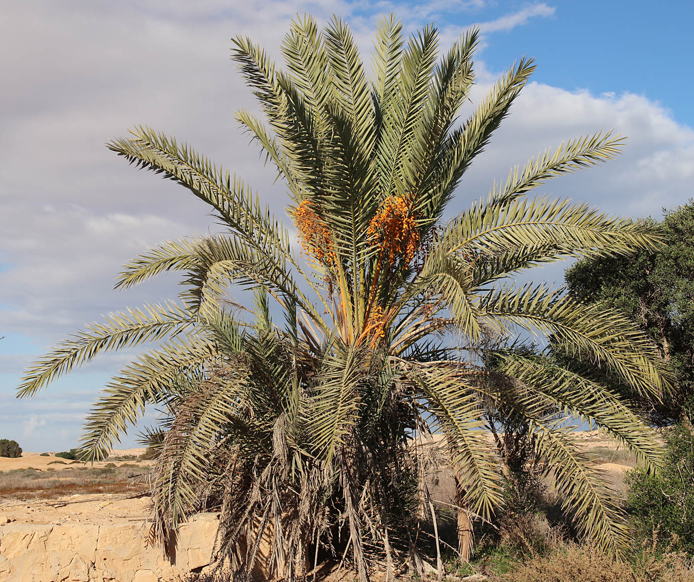 Image of Phoenix dactylifera specimen.