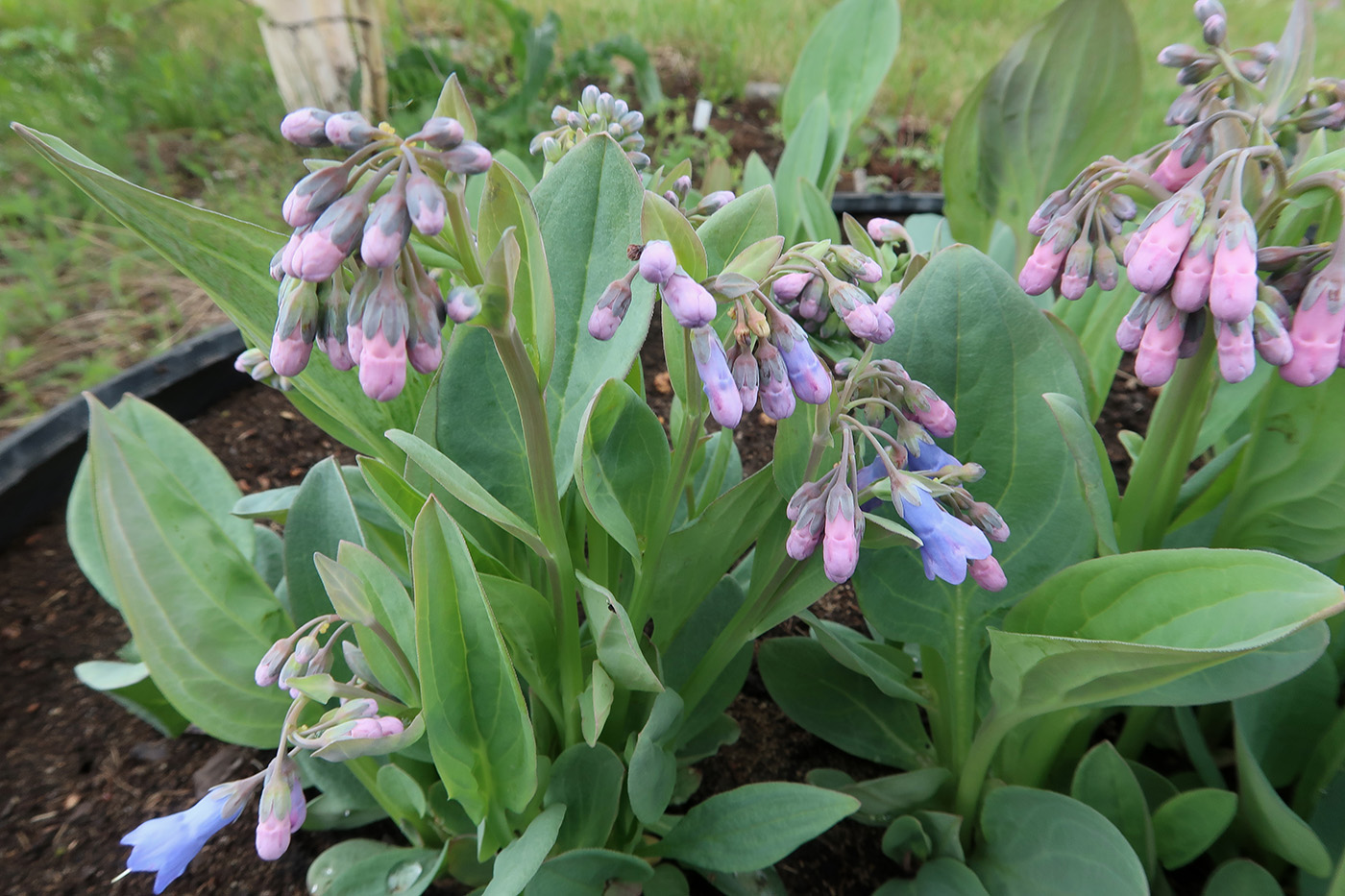 Image of Mertensia sibirica specimen.