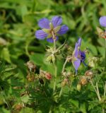 Geranium pratense