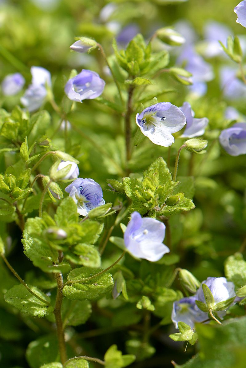 Изображение особи Veronica filiformis.