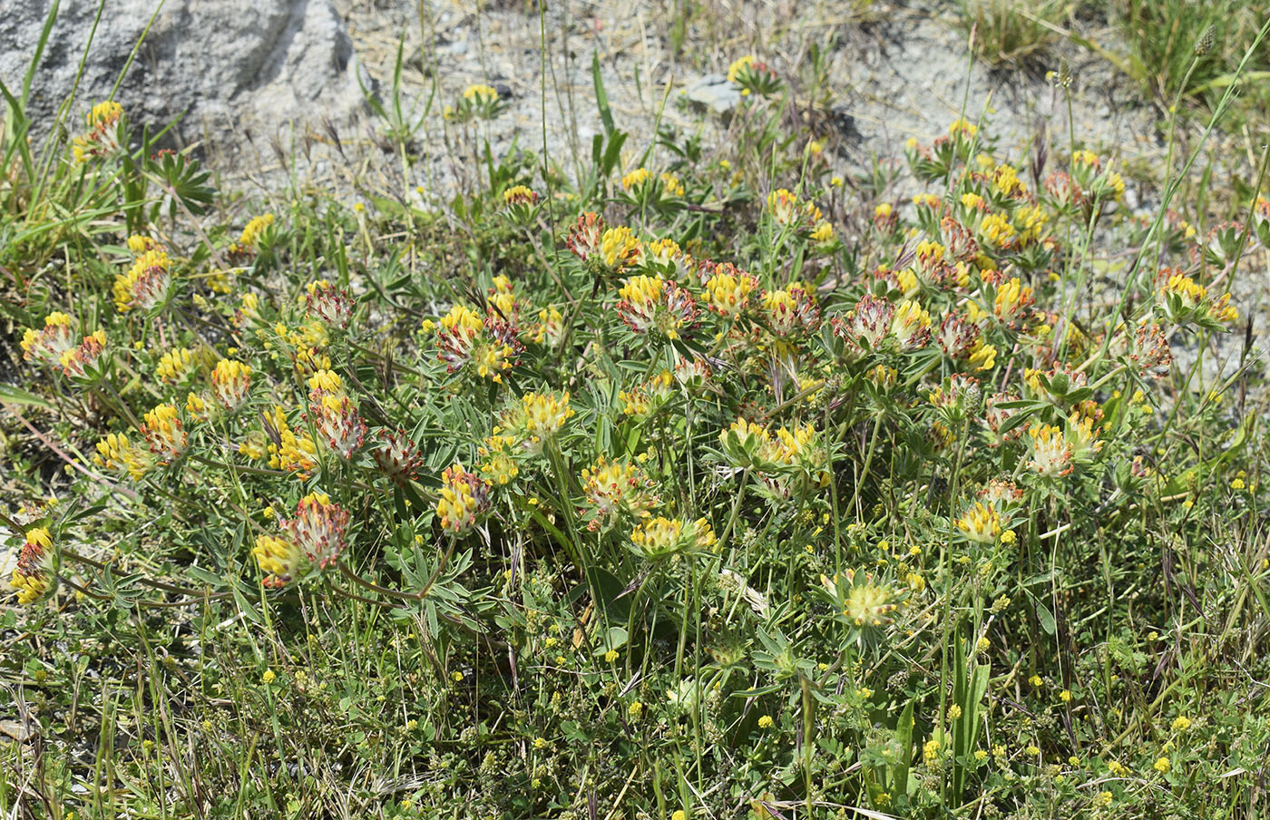 Image of Anthyllis vulneraria ssp. sampaioana specimen.