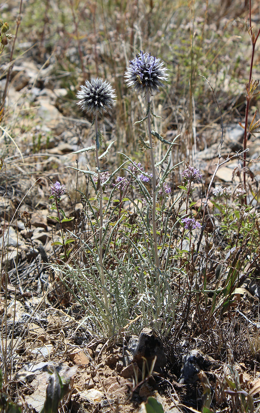 Изображение особи Echinops tschimganicus.