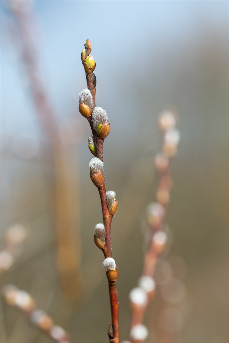 Изображение особи Salix rosmarinifolia.