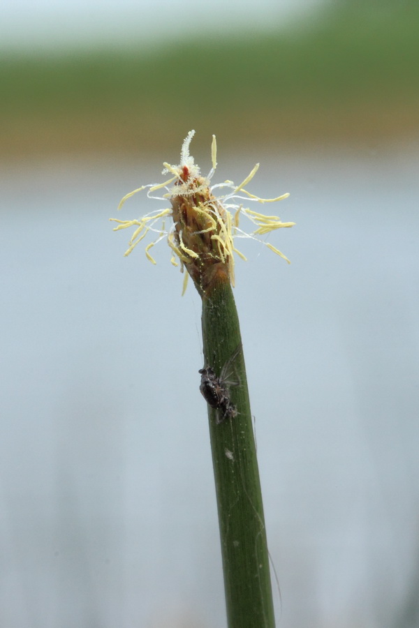 Изображение особи Eleocharis palustris.