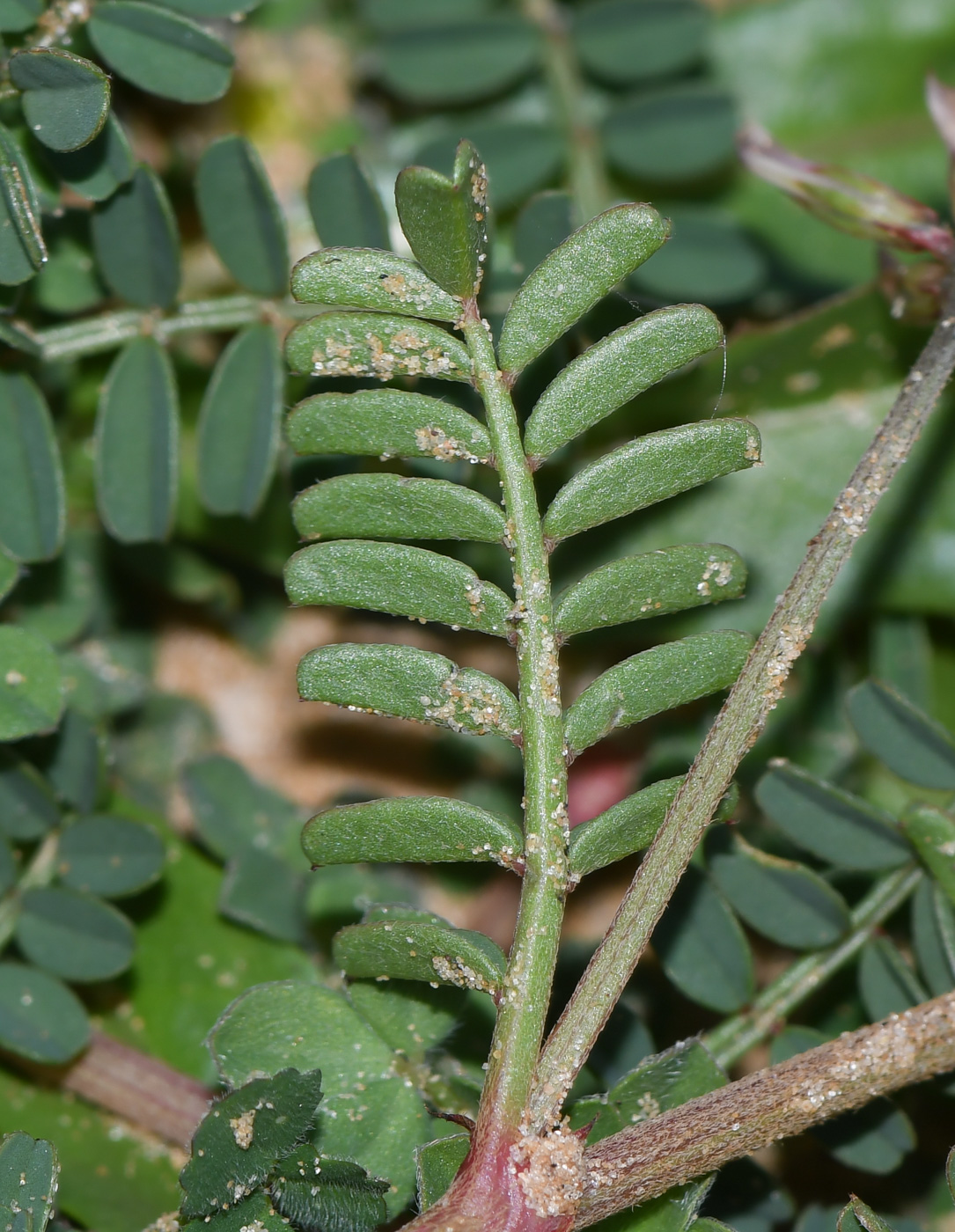 Image of Hedysarum spinosissimum specimen.