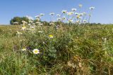 Anthemis melanoloma. Цветущее растение. Кавказский биосферный заповедник, Азишский перевал, ≈ 1700 м н.у.м., субальпийский луг. 31.08.2019.