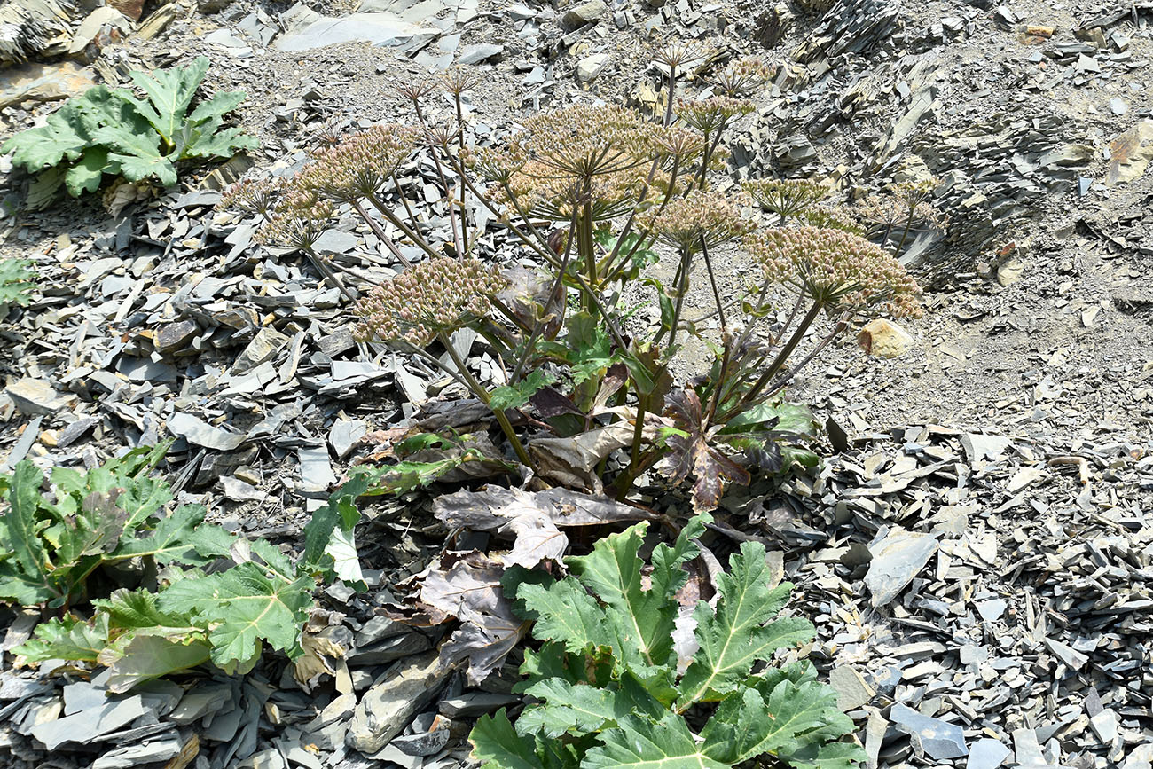 Изображение особи Heracleum stevenii.