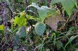 Echinocystis lobata. Часть побега с плодами. Московская обл., Дмитровский городской округ, долина р. Якоть, берег реки. 19.09.2020.