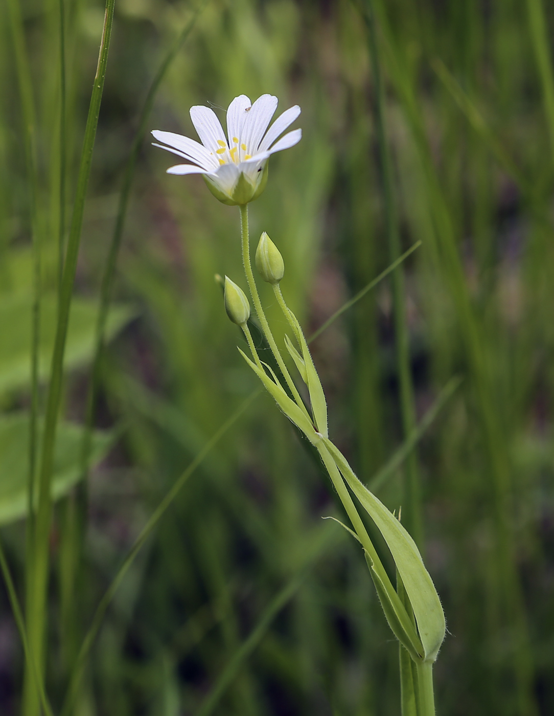 Image of Stellaria holostea specimen.