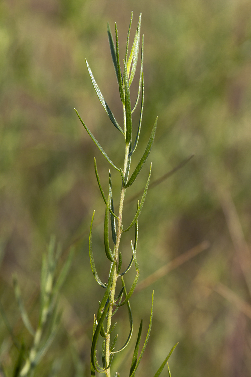 Image of Artemisia dracunculus specimen.