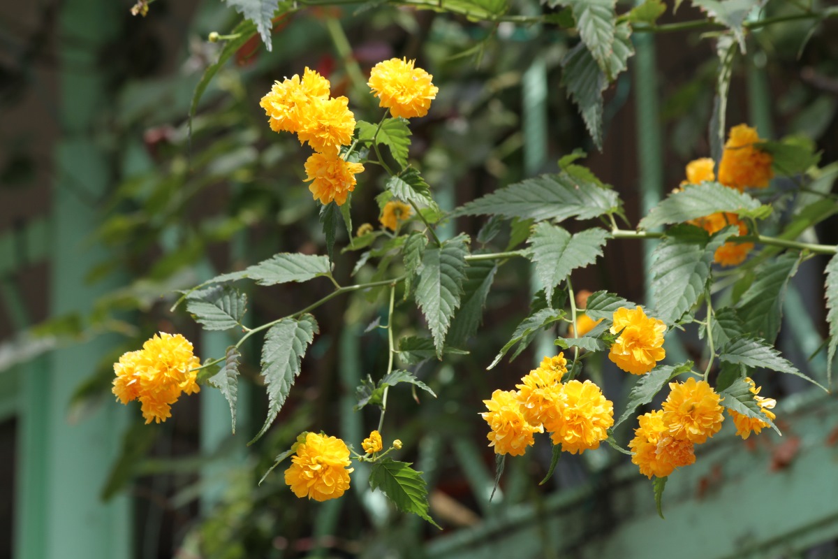 Image of Kerria japonica var. pleniflora specimen.