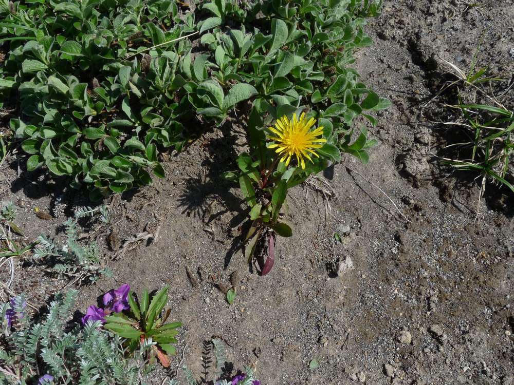 Image of Taraxacum acricorne specimen.