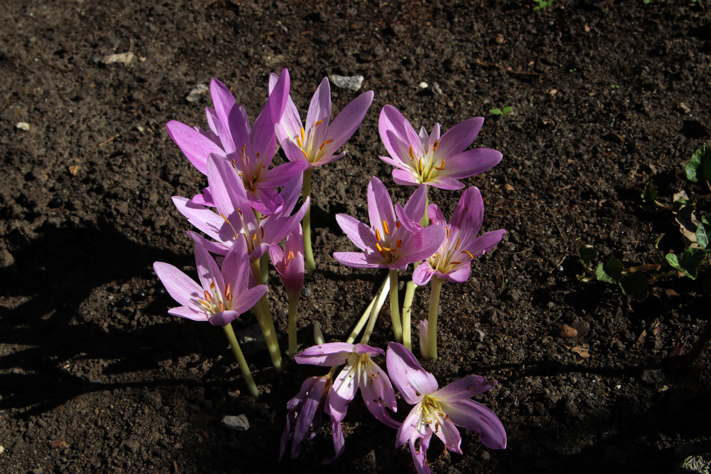 Image of Colchicum speciosum specimen.