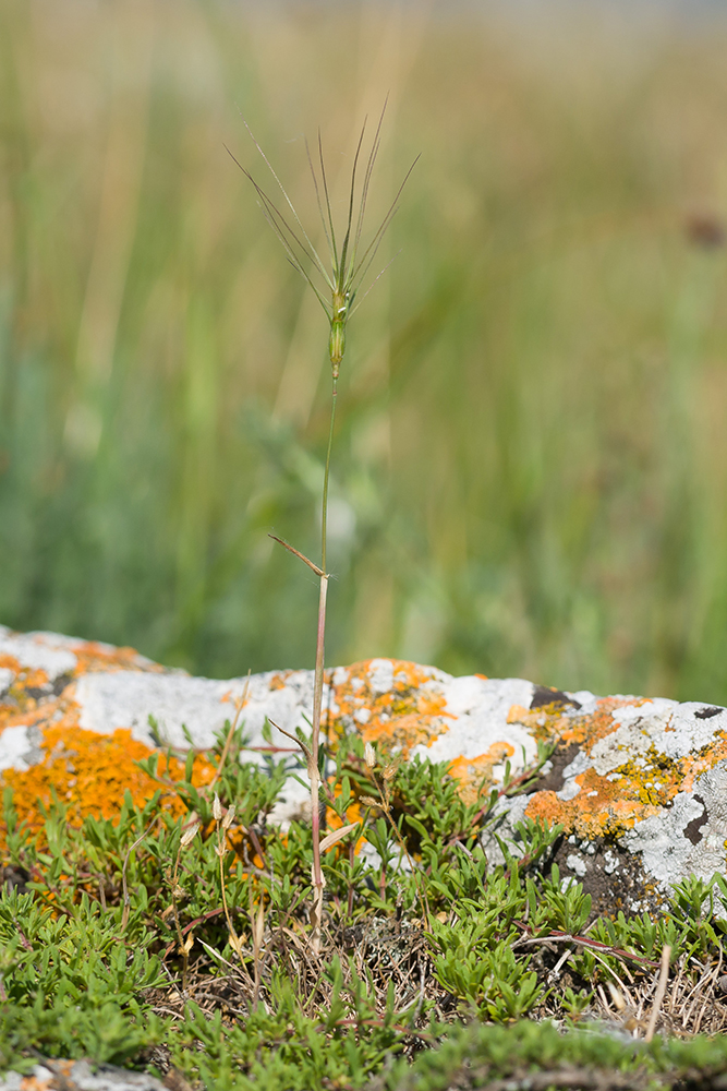 Image of Aegilops biuncialis specimen.