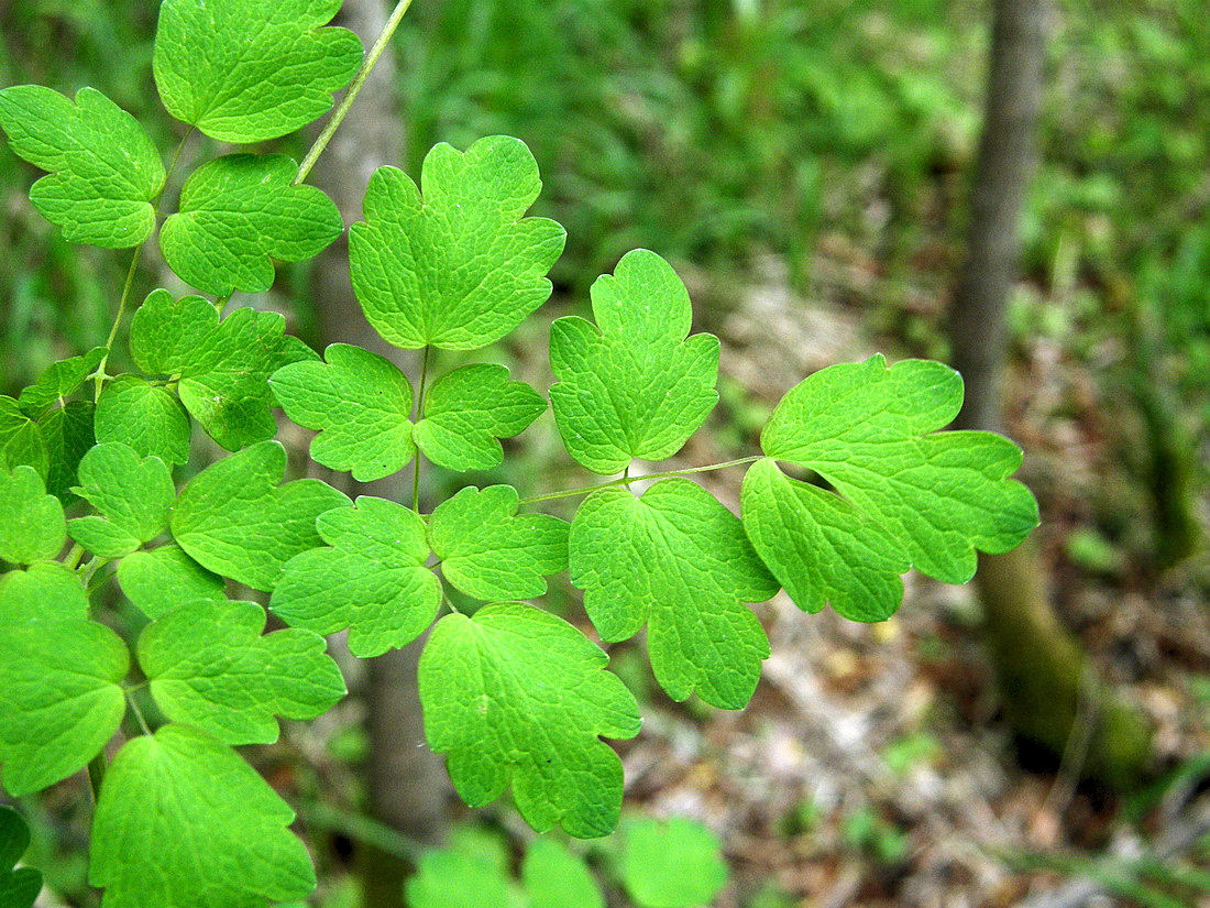 Изображение особи Thalictrum sparsiflorum.