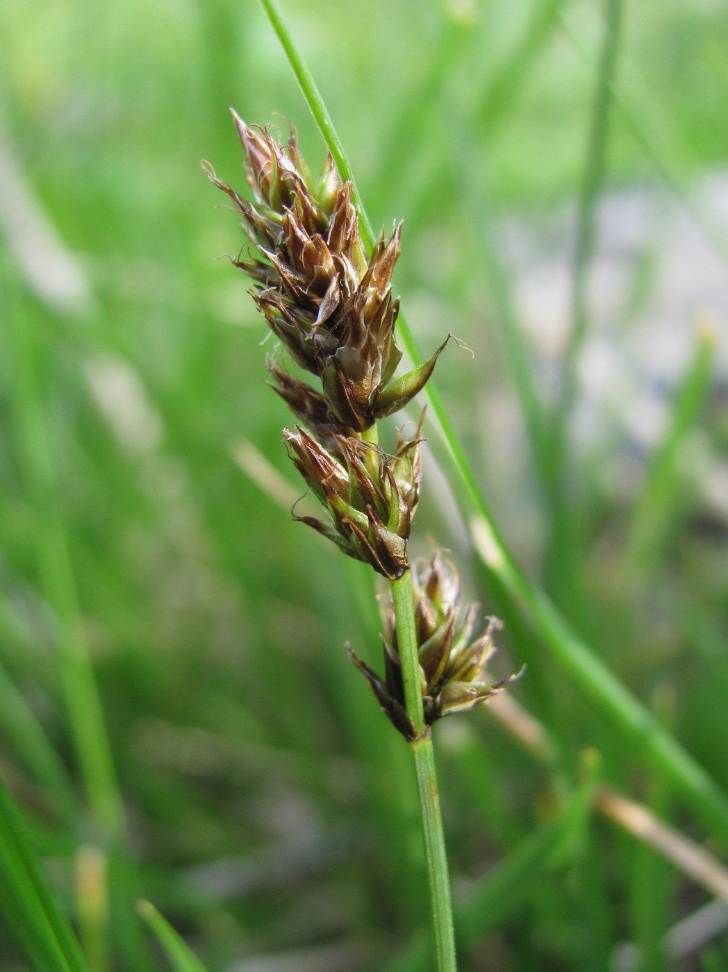 Image of genus Carex specimen.