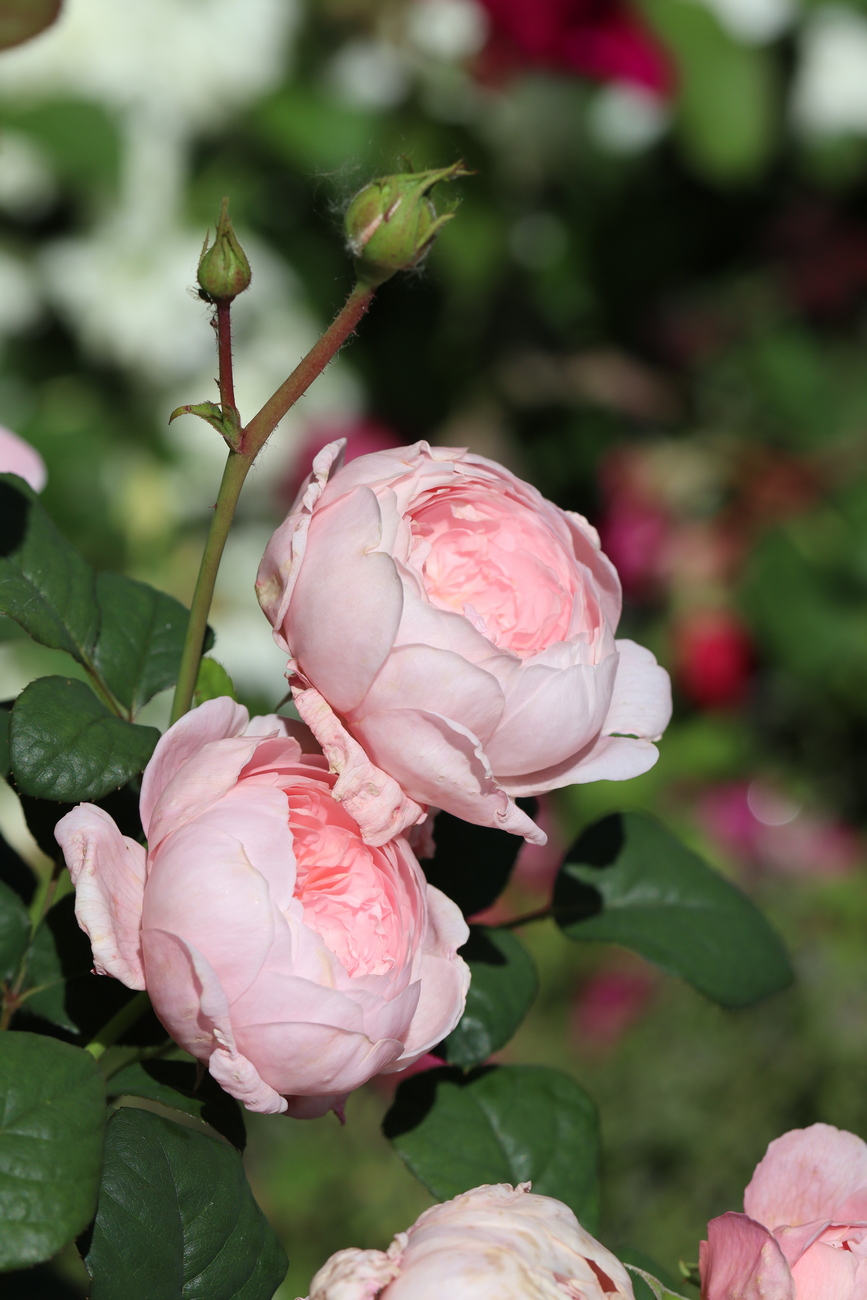 Изображение особи Rosa floribunda.