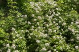 Rosa multiflora. Часть кроны цветущего растения. Абхазия, г. Сухум, Сухумский ботанический сад, в культуре. 14.05.2021.