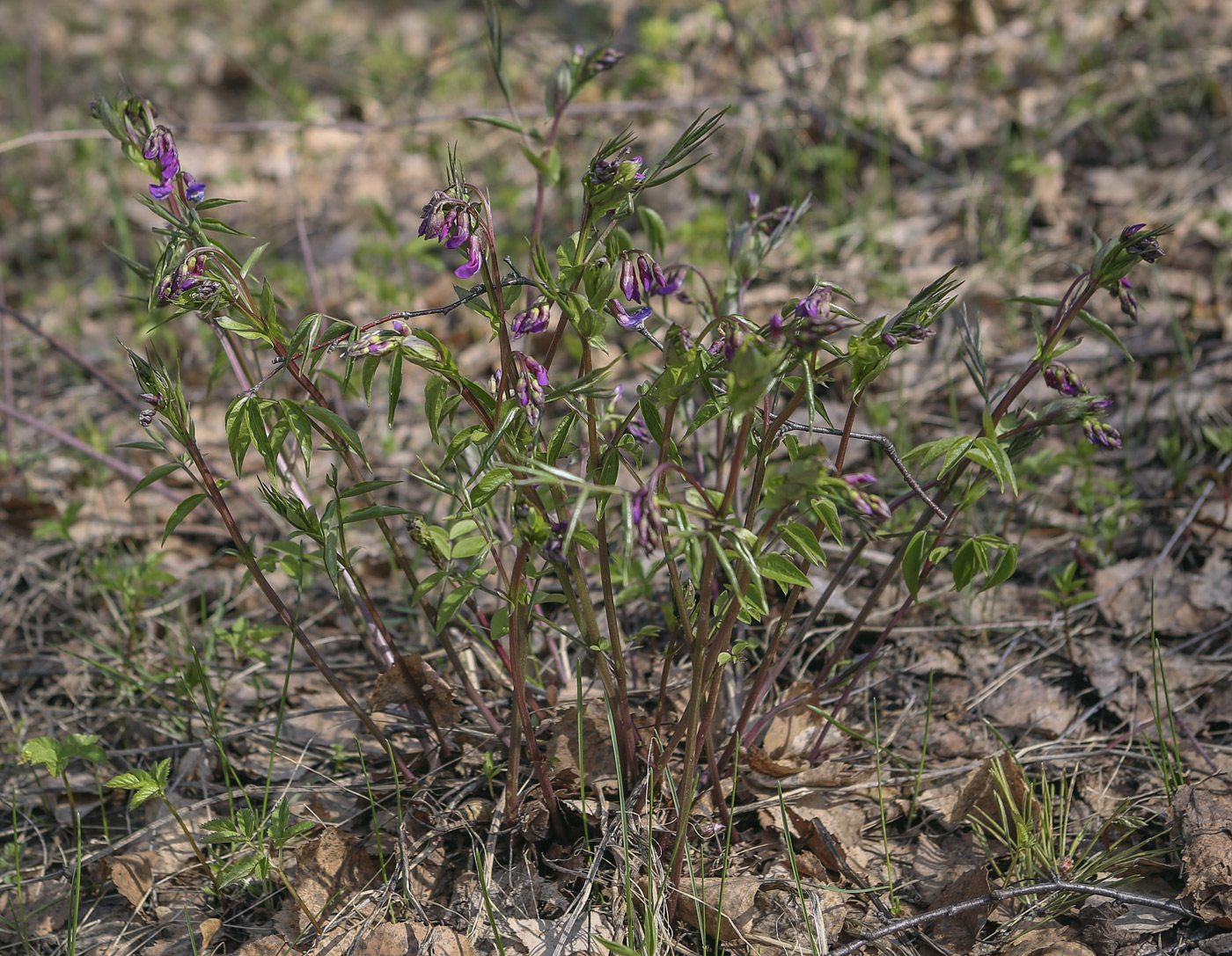 Изображение особи Lathyrus vernus.