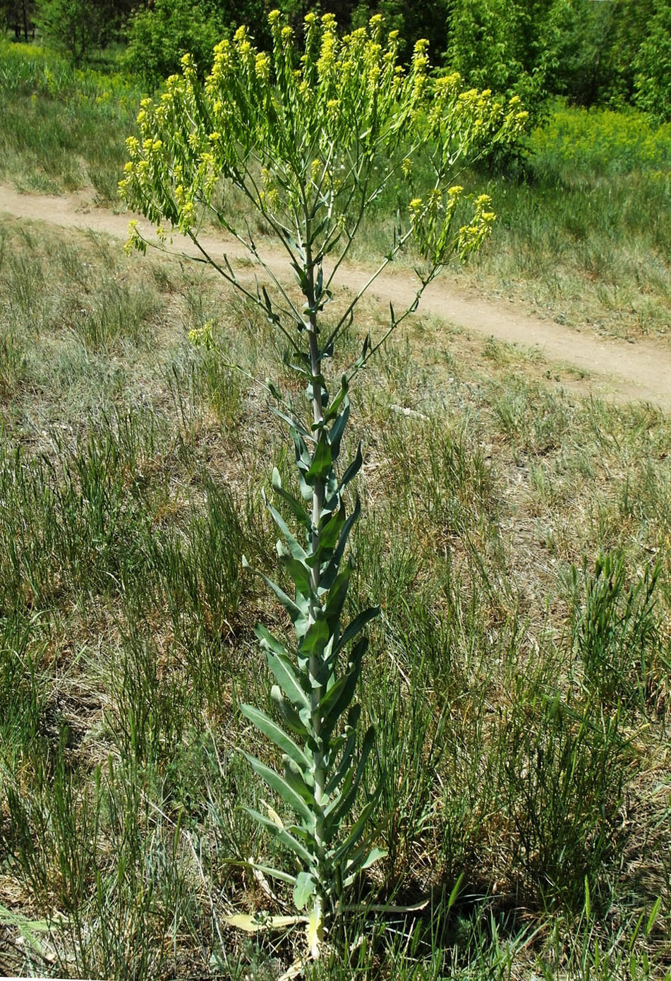 Image of Isatis costata specimen.