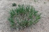 Iris biglumis. Вегетирующие и цветущее растения (старый клон). Хакасия, Аскизский р-н, долина р. Аскиз, использующийся под выпас степной склон. 12.06.2022.