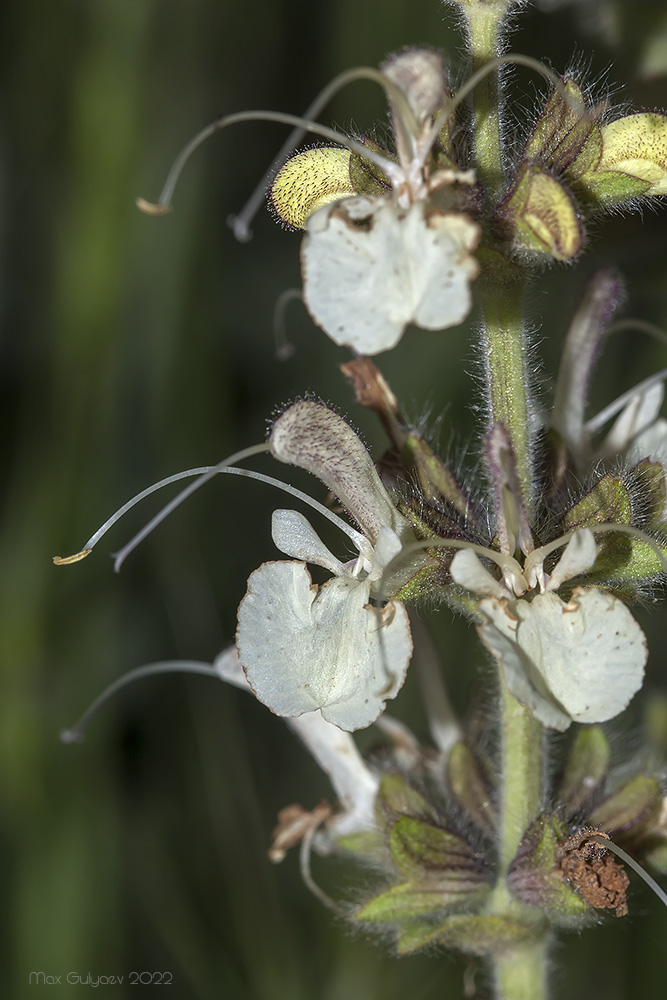 Изображение особи Salvia austriaca.