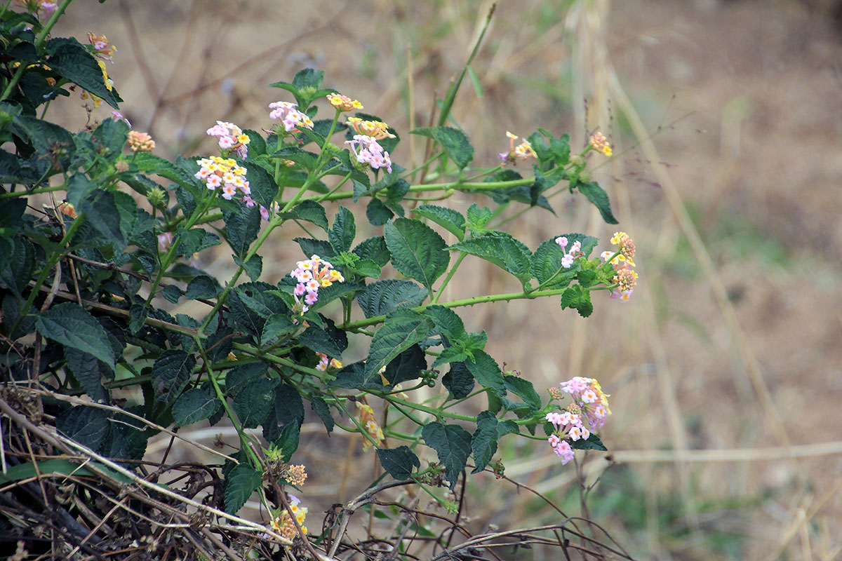 Изображение особи Lantana camara.