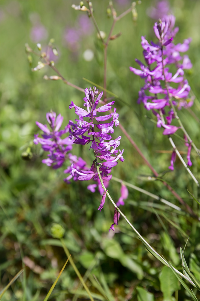 Изображение особи Polygala major.