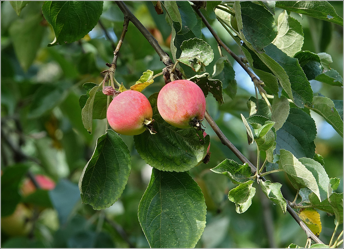 Image of Malus prunifolia specimen.