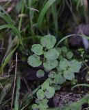 Cardamine amara. Листья с повреждениями. Калужская обл., Боровский р-н, окр. дер. Дедюевка, левый берег р. Протва в 500 м ниже деревни, заболоченное место с ручейком. 29 сентября 2022 г.