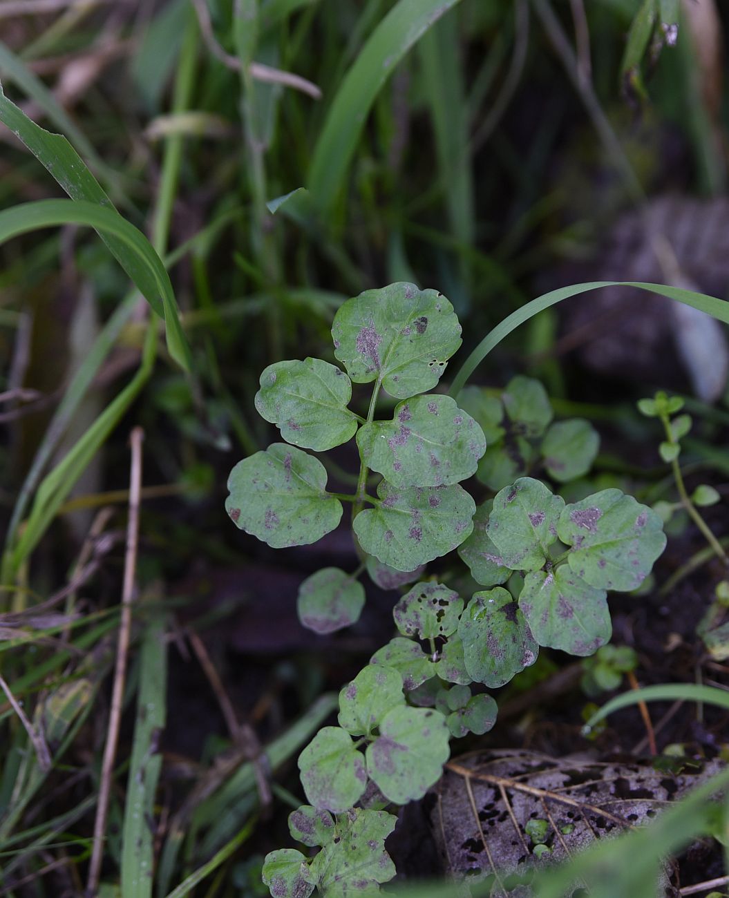 Image of Cardamine amara specimen.