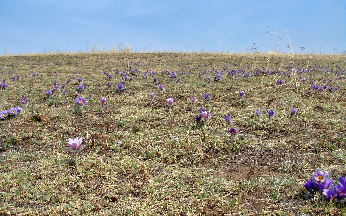 Изображение особи Pulsatilla turczaninovii.