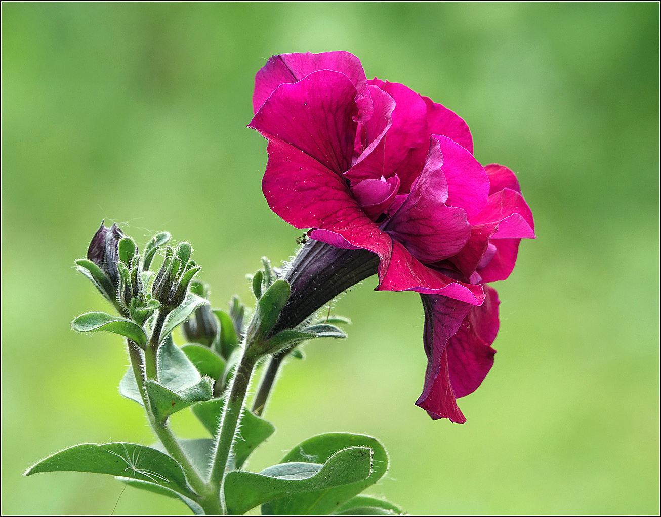 Image of Petunia &times; hybrida specimen.