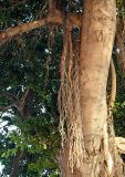 Ficus microcarpa. Часть ствола с воздушными корнями. Марокко, обл. Рабат - Сале - Кенитра, г. Рабат, в культуре. 06.01.2023.